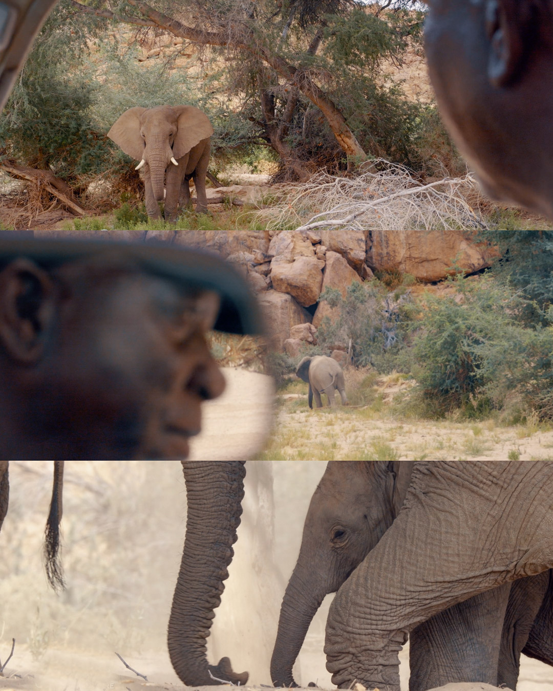 JEX-NAMIBIE-IG-Elephants